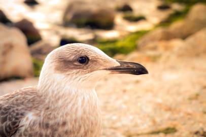 seagull close up