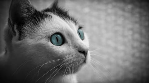 blue eyed white cat