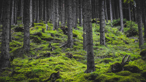 green wood moss