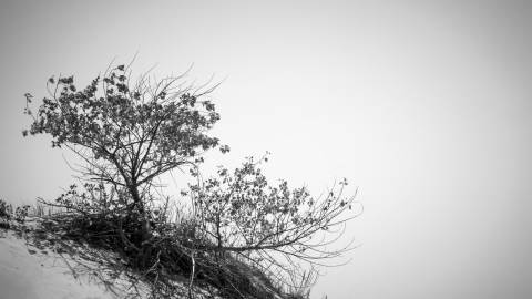 lonely tree sand dunes