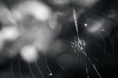 spider web macro bw