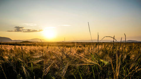 field crops sunset landscape