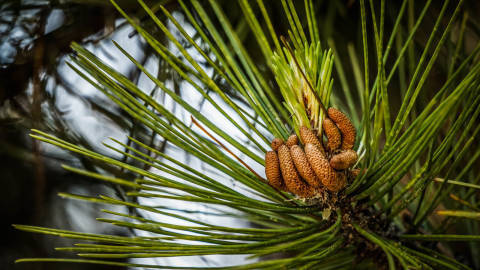 pine cones nature hands