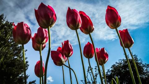 red tulips on blue sky