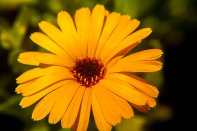 orange daisy