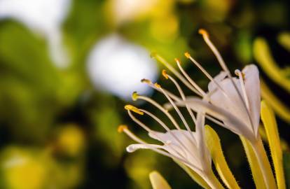 honeysuckle flower