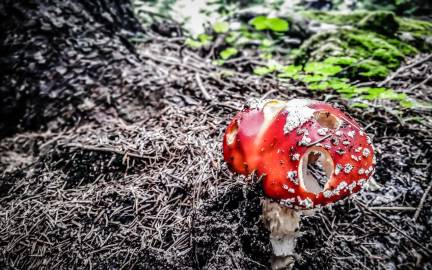 red mushroom