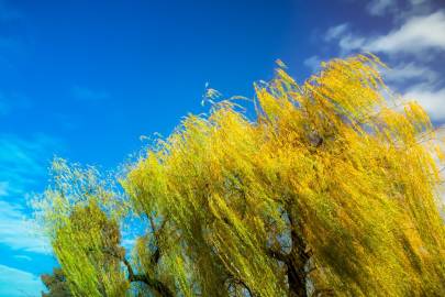 autumn willow tree