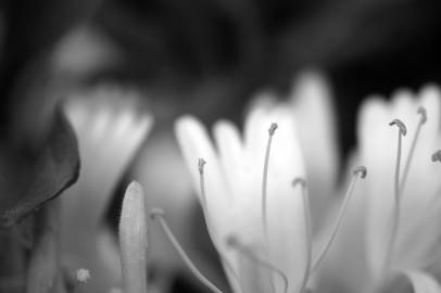 honeysuckle flower pistil