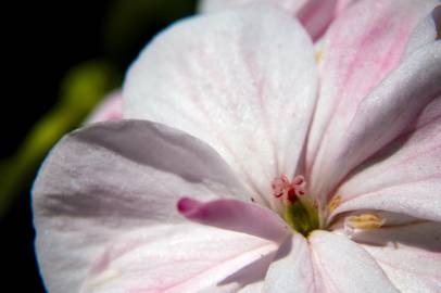 pinkish fower pistil